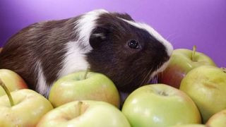 Can guinea pigs eat apples