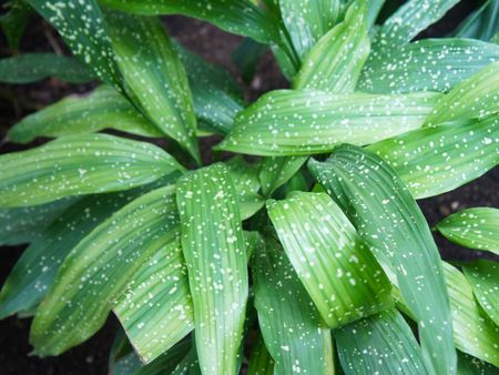 Speckled Cast Iron Plant