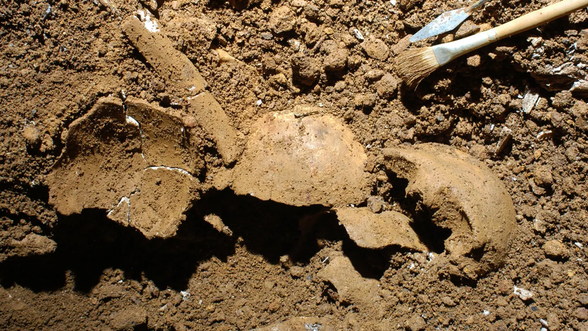 fragments of a human skull in reddish-brown dirt with excavation tools around it