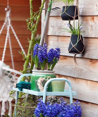 hyacinths in pots outdoors