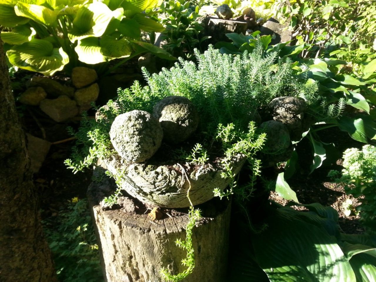 A Hypertufa Container Full Of Plants In The Garden