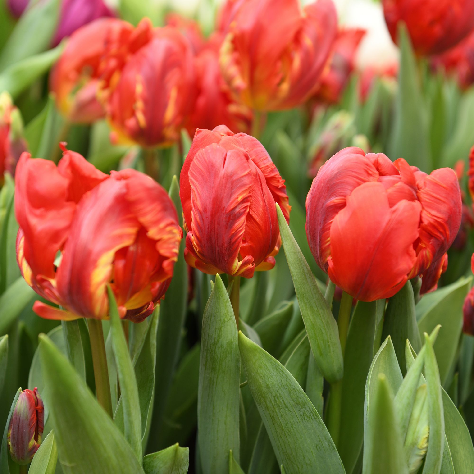 Tulip &#039;Rococo&#039; flowers