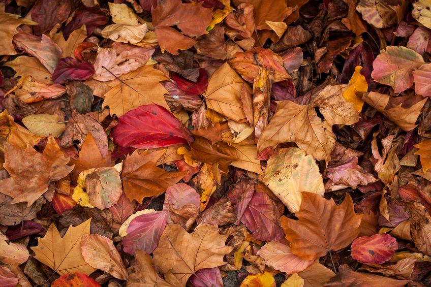 Scientists have discovered a new spider that looks like a leaf. 