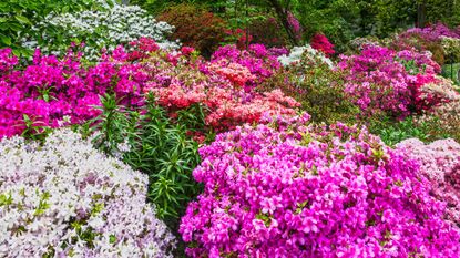 Many flowering rhododendron bushes in shades of pink