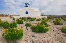santorini wine harvest