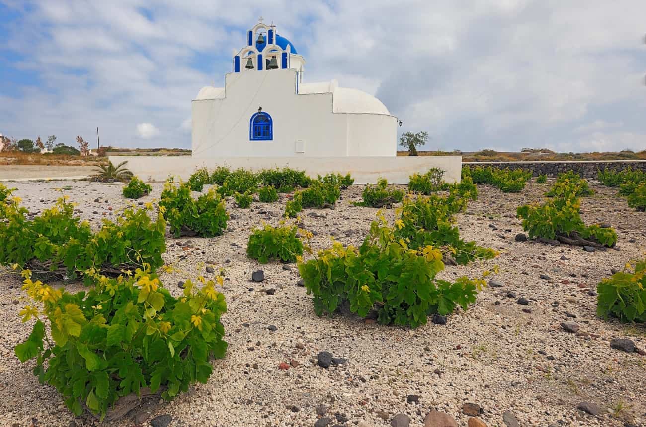 santorini wine harvest