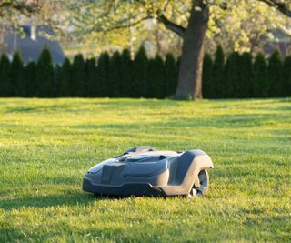 A robot mower in an orchard