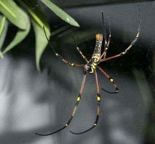 A golden orb-web spider, <em>Nephila pilipes</em>. Found throughout parts of Asia, this large spider has yellow on its abdomen and spins a golden web.