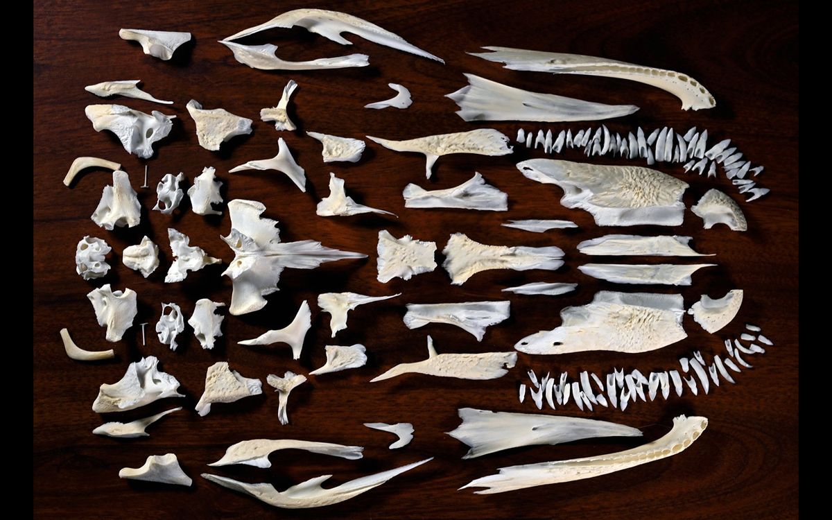 Why Do Skulls Have So Many Bones? (It's Loads More Than You Think
