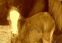 foal14.jpg