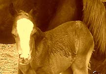 foal14.jpg