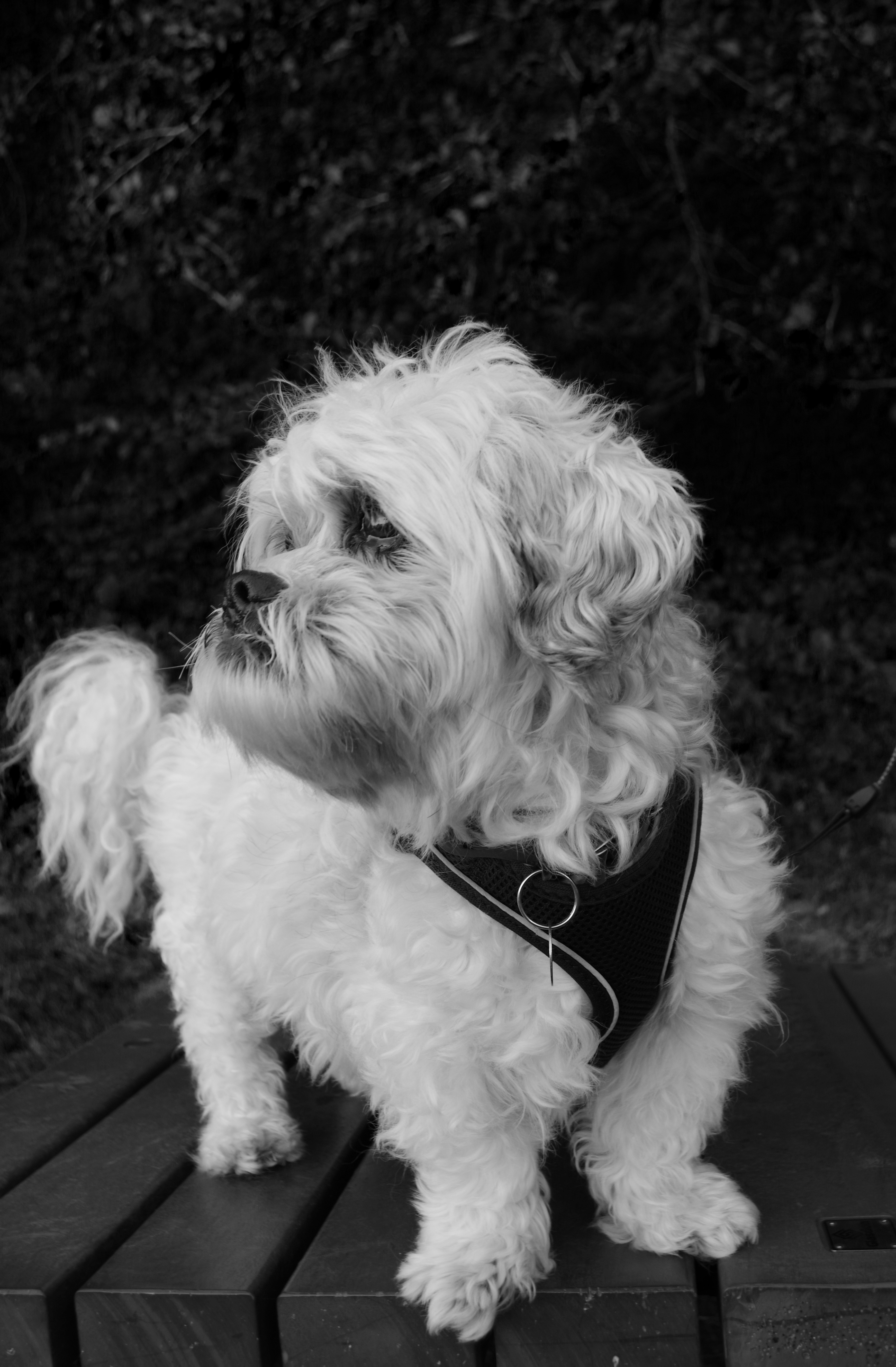 Black and white image of a dog on a bench taken with the Pentax KF