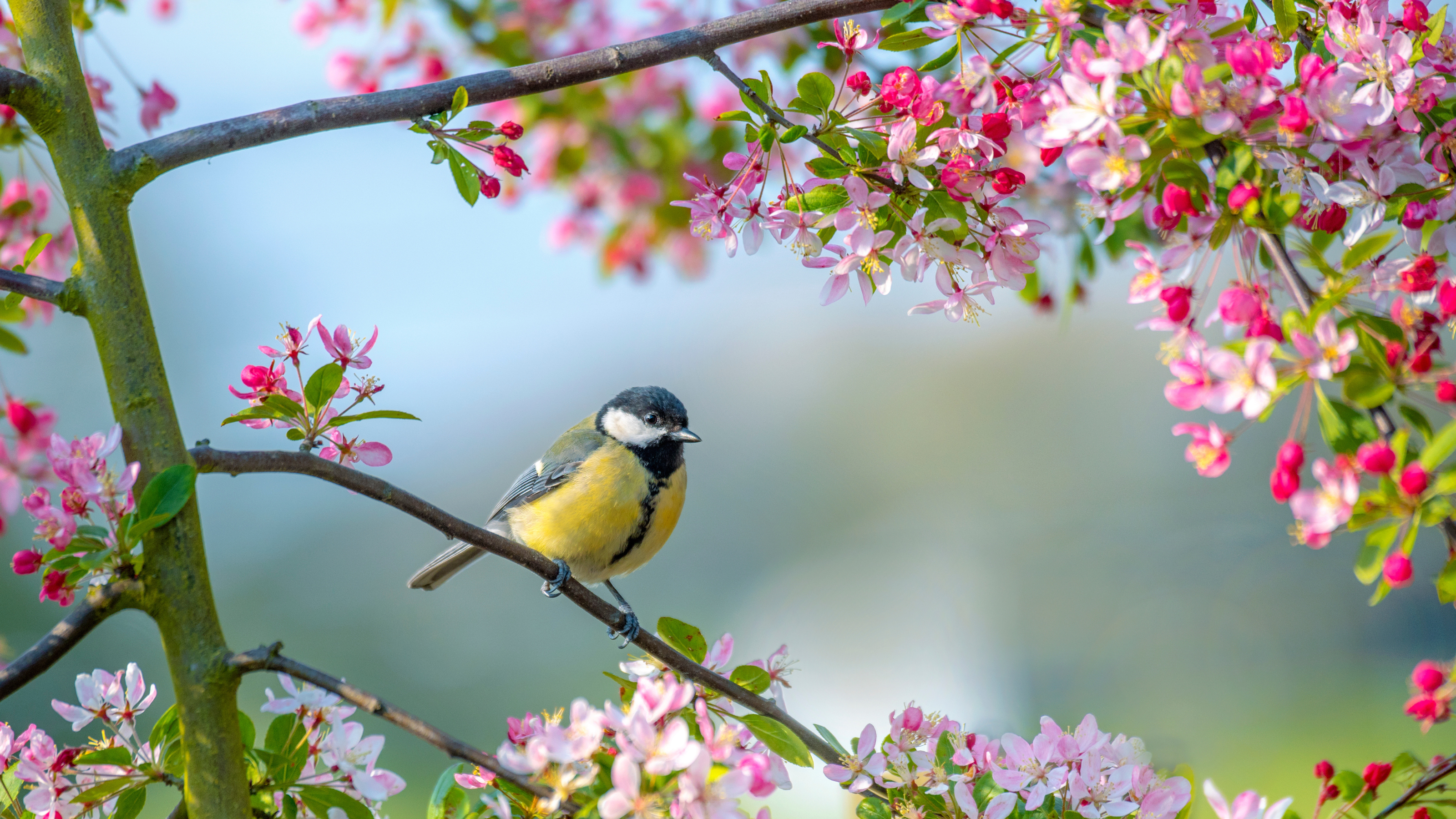 Blue tit of branch of blossoming crab apple tree.