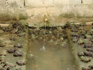 A bullfrog farm in Brazil. Bullfrogs are raised on farms in Taiwan, Brazil and Ecuador, then shipped live worldwide and sold as food for their legs.