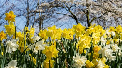 daffodils in spring garden