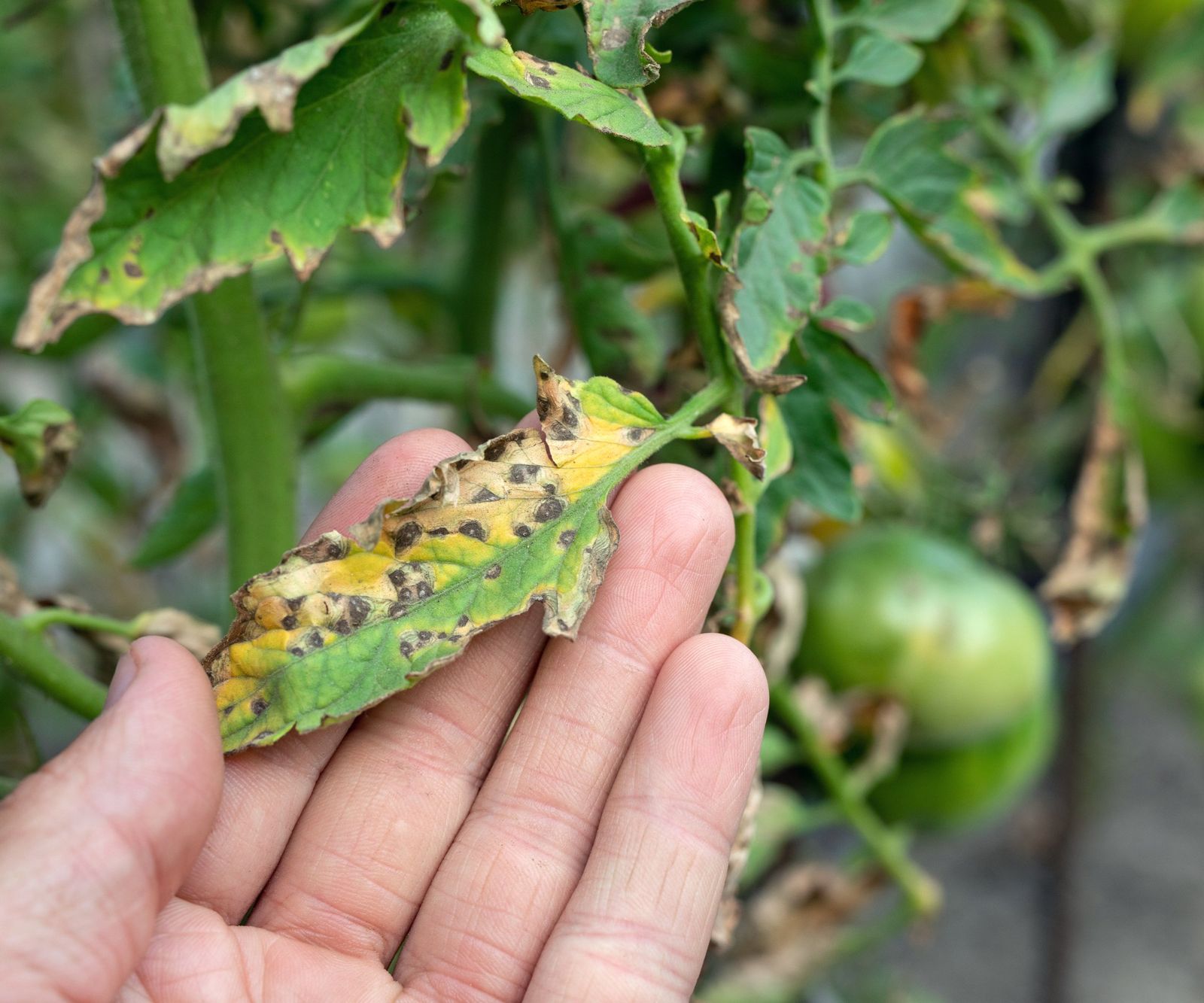Tomato Diseases Gardeners Need To Know & How To Treat Them | Gardening ...