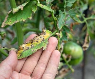 A hand holding a tomato leaf infected with septoria leaf spot