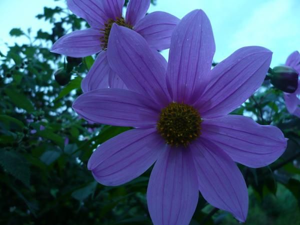 Flowers en route