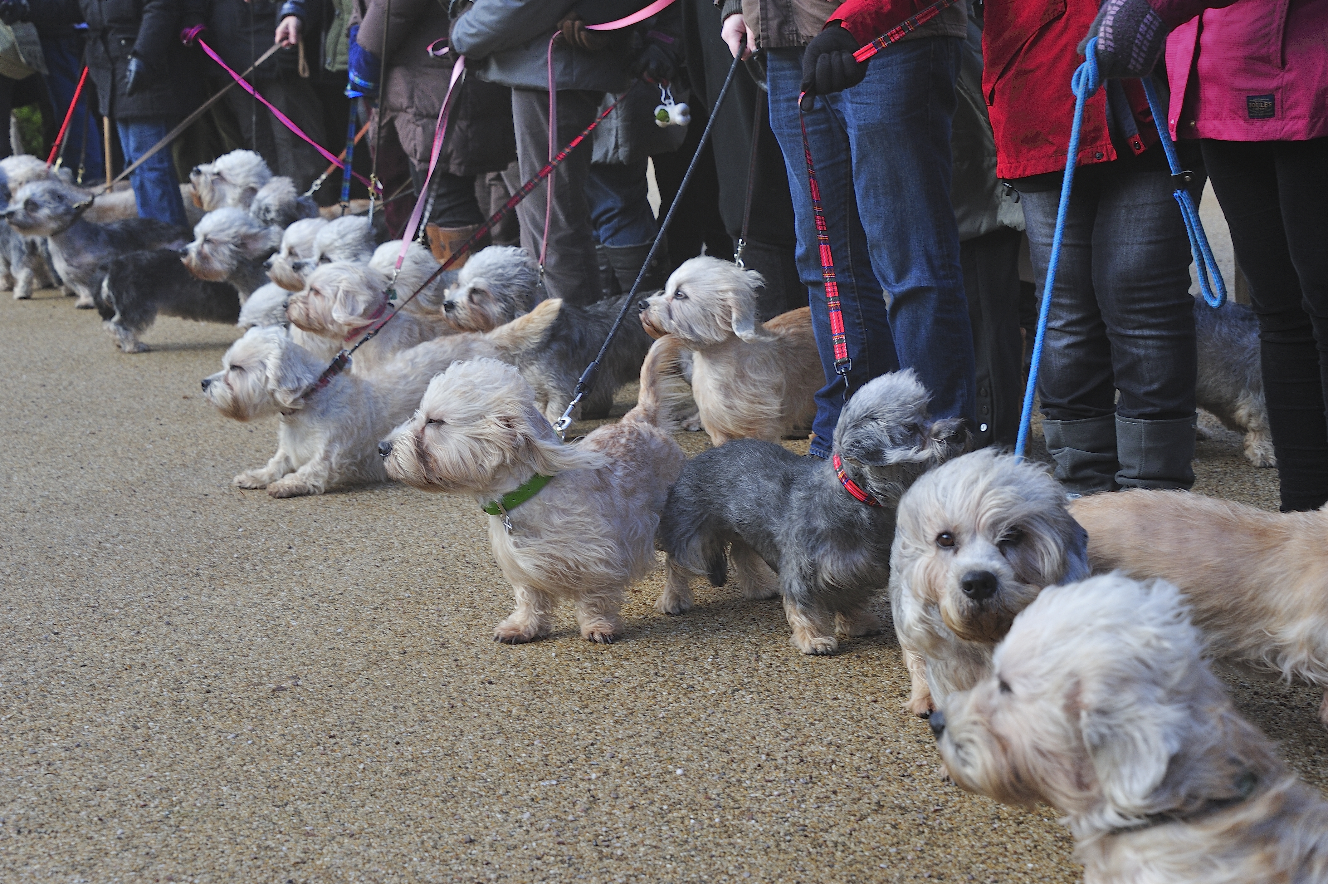 A line of Dandie Dinmont Terriers on leads, standing with their owners, as the wind ruffles their coats.