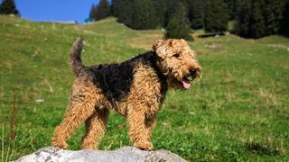 Welsh terrier on a summery mountain meadow stood on a rock