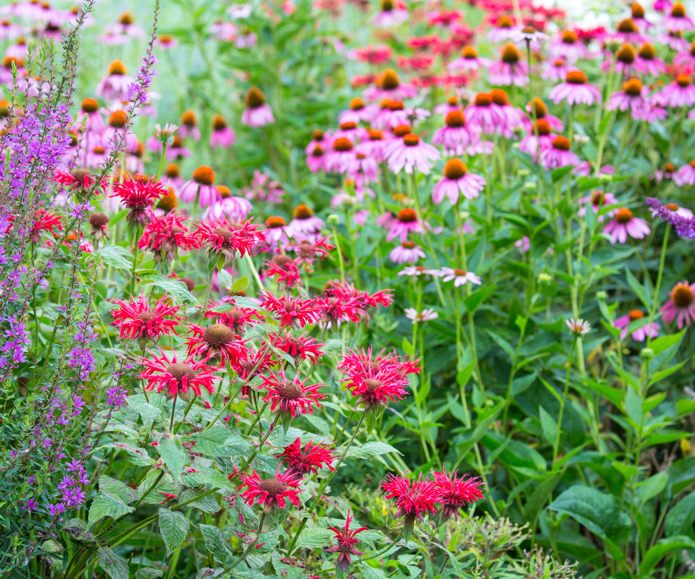 coneflowers and bee balm flowers in cottage garden border
