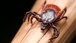 close up of black legged tick on a length of wood