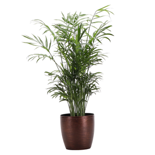 A live parlor palm in a copper planter