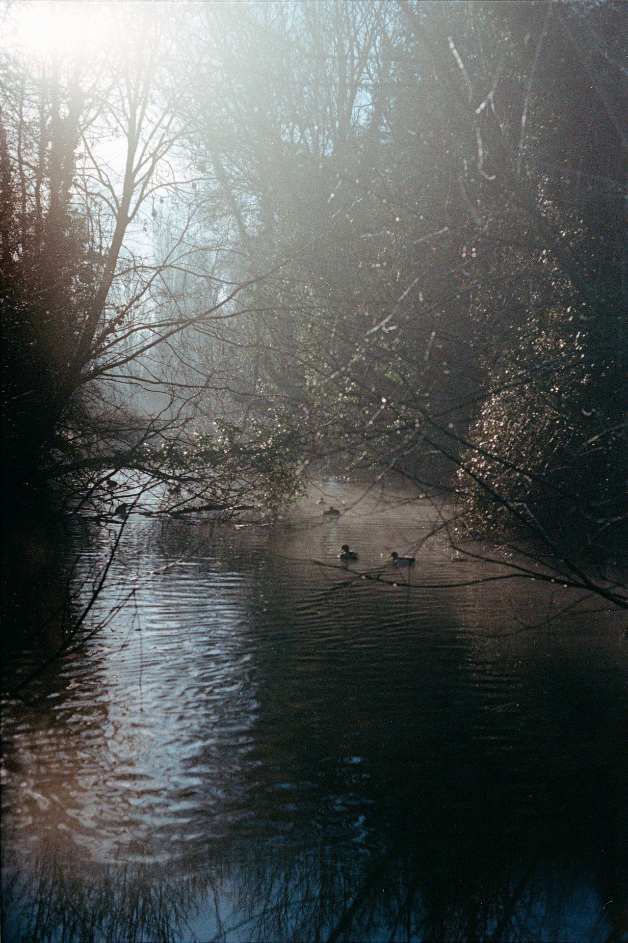 Canon AE-1 Program