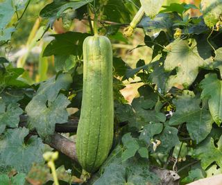 Long luffa fruit growing and ripening on the vine in the sun