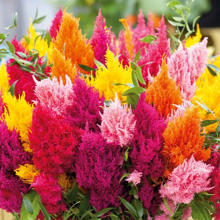 Celosia Seeds - Mixed Pampas Plume - 1 Ounce - Mixed Flower Seeds, Heirloom Seed, Open Pollinated Seed Attracts Bees, Attracts Butterflies, Attracts Hummingbirds, Attracts Pollinators, Container