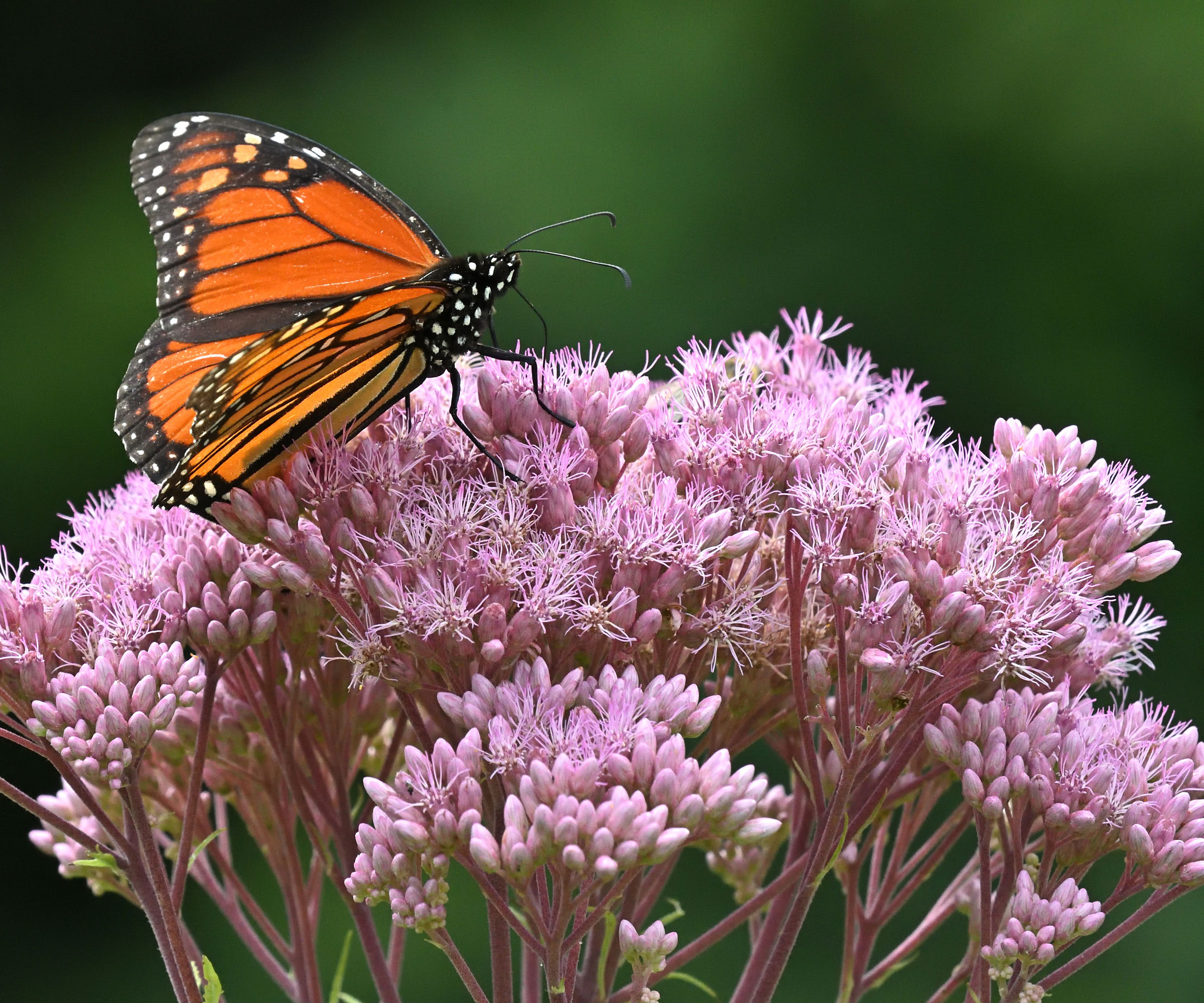 Joe Pye weed plant in bloom with monarch butterfly resting on umbels
