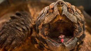 An alligator snapping turtle with its mouth wide open, showing its bright pink tongue that looks like a worm.