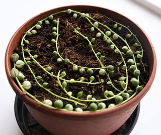 propagating a string of pearls cutting