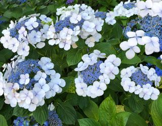 blue lacecap hydrangeas