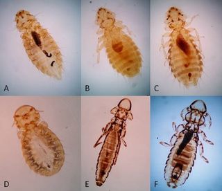 Chicken lice (not to scale) collected in survey: (A) Menopon gallinae; (B) Menacanthus cornutus; (C) Menacanthus stramineus; (D) Goniocotes gallinae; (E) Lipeurus caponis; (F) Cuclotogaster heterographus