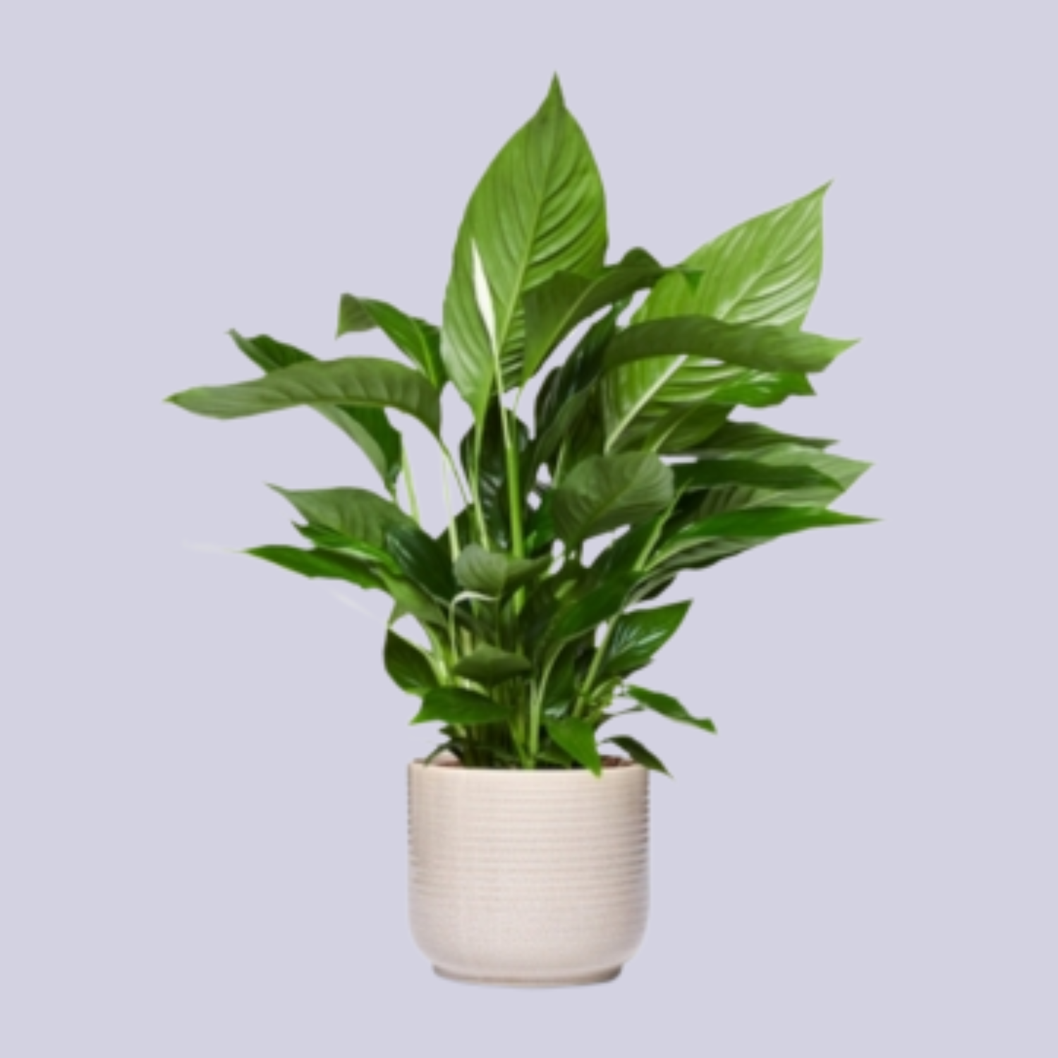 A potted peace lily plant in a ceramic pot