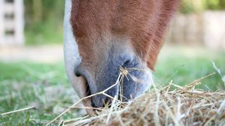 lower half of horse's face eating hay from floor