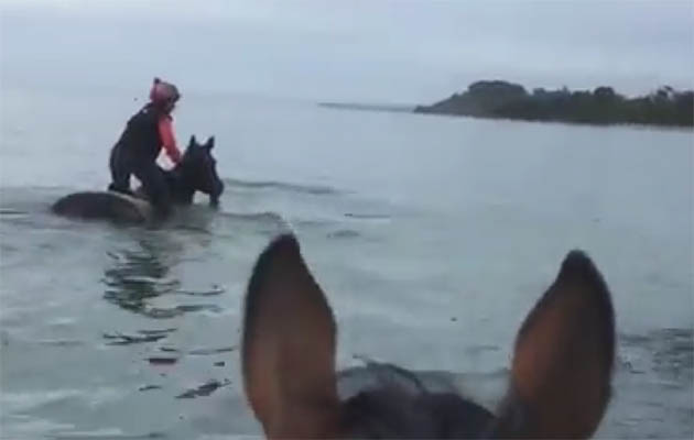 dolphinsandhorses.jpg