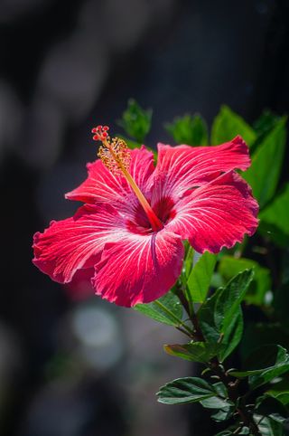 Hibiscus - Edible flowers