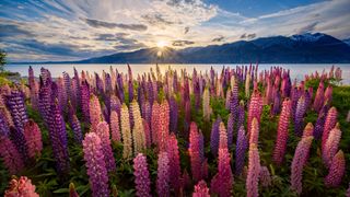 Colourful flowers at Lake Tekapo, New Zealand