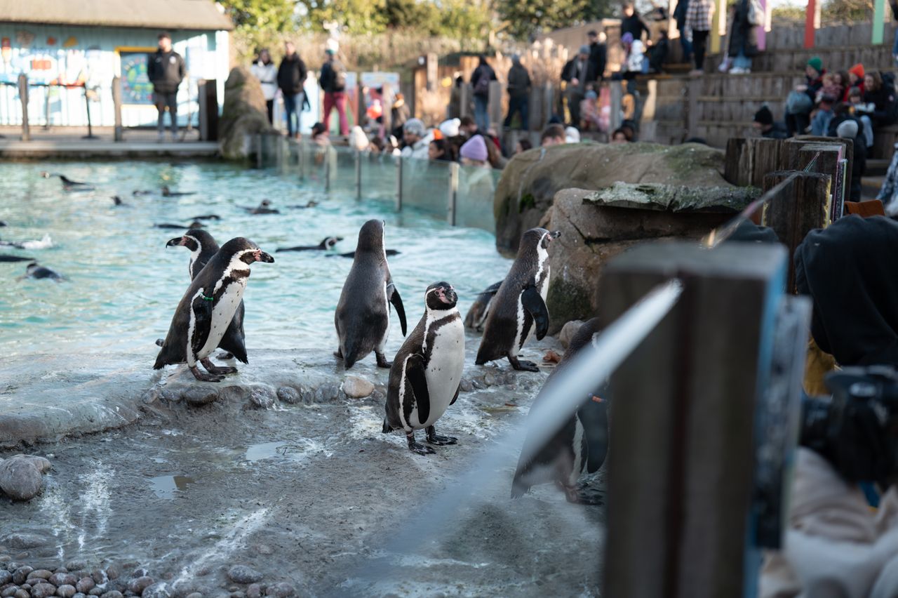 A group of penguins waiting to be fed at a zoo aquarium
