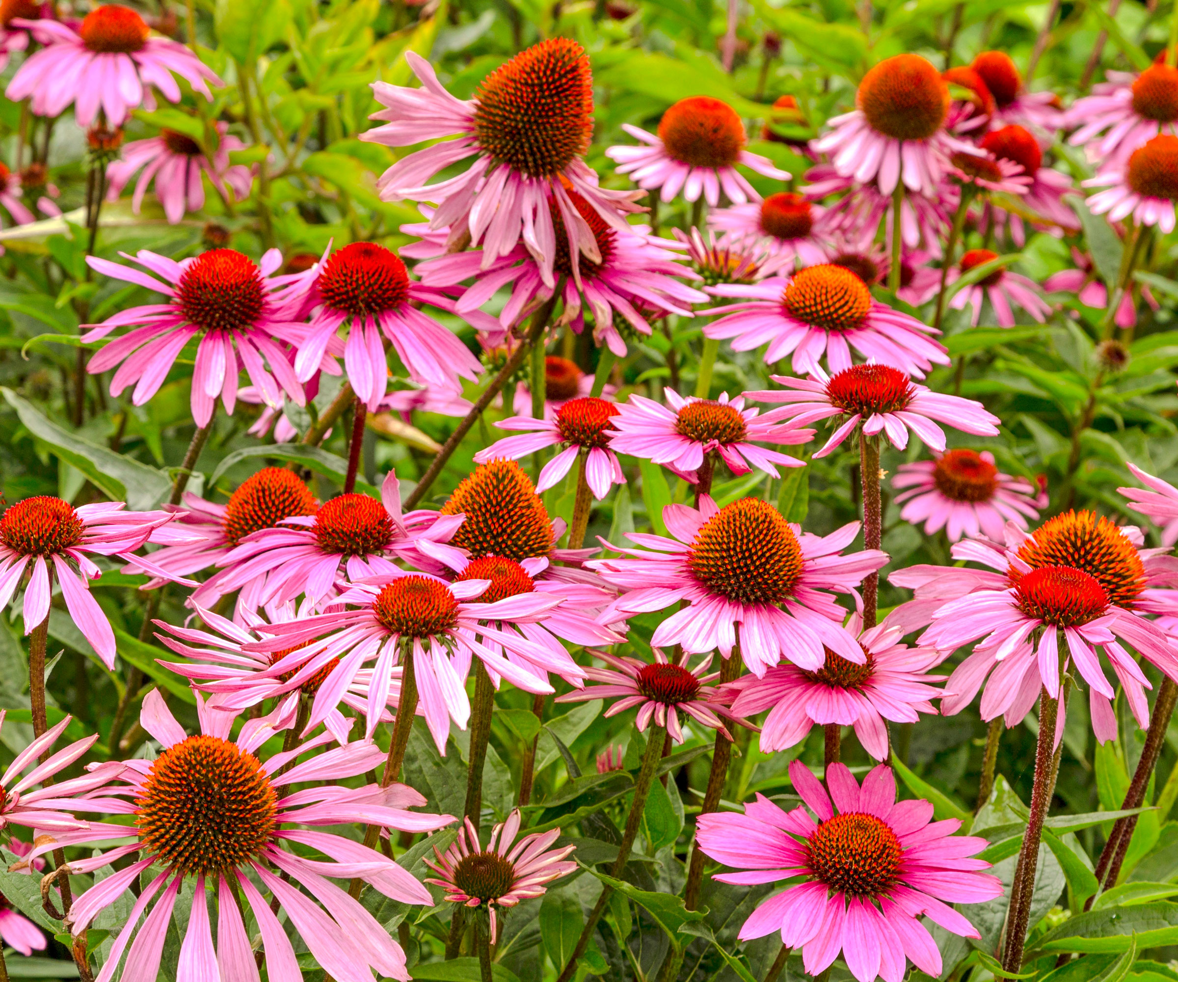 pink coneflowers in full bloom in summer border