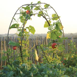 Squash and Pumpkins growing on a circular frame