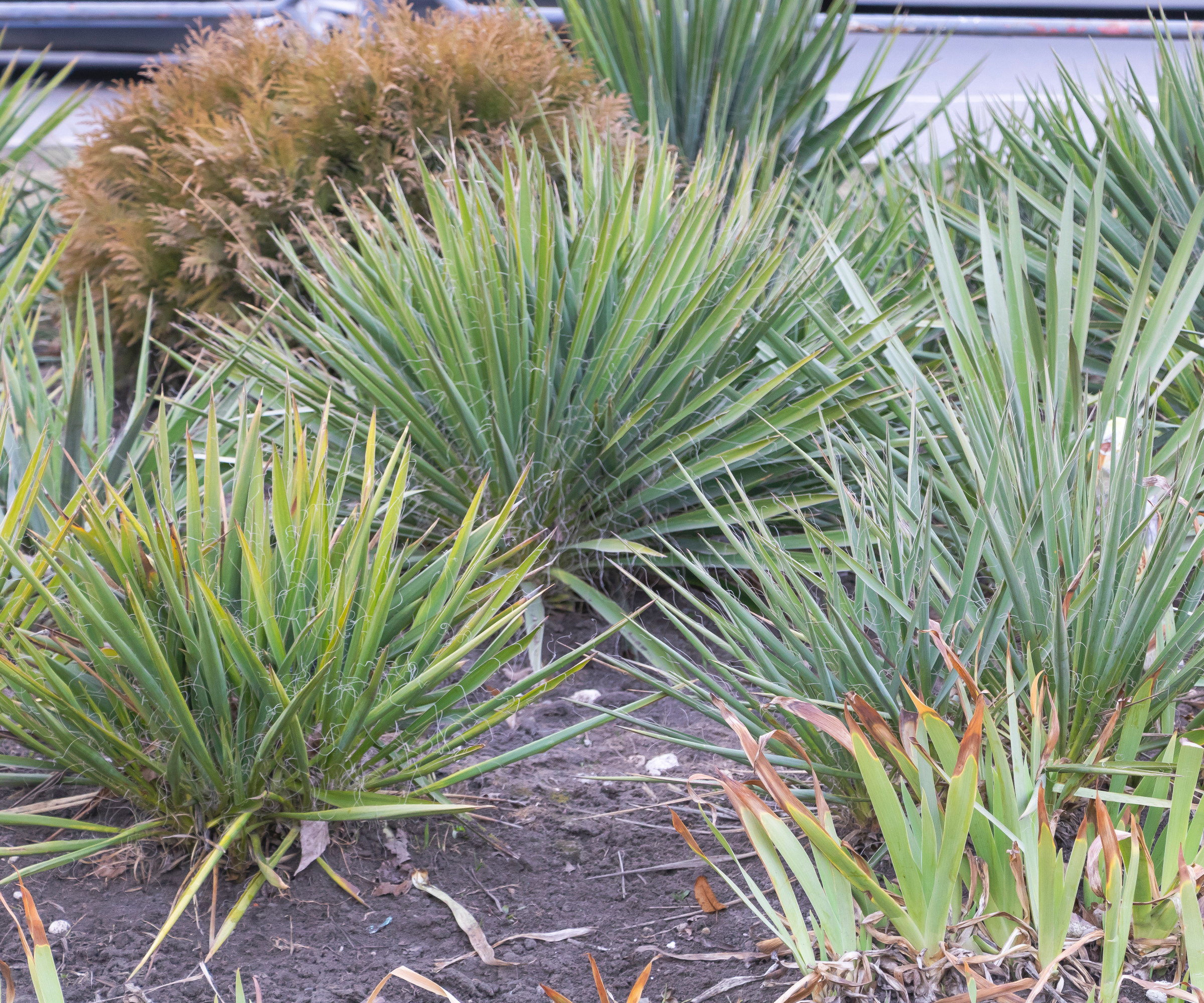 Yucca filamentosa plants in a garden border