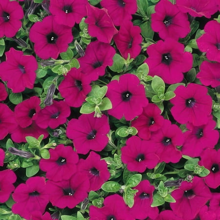 4 In. Petunia Wave Purple Classic Live Annual Plant With Purple Flowers (3-Pack)