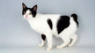 A portrait of a Japanese Bobtail cat, one of the most playful cat breeds