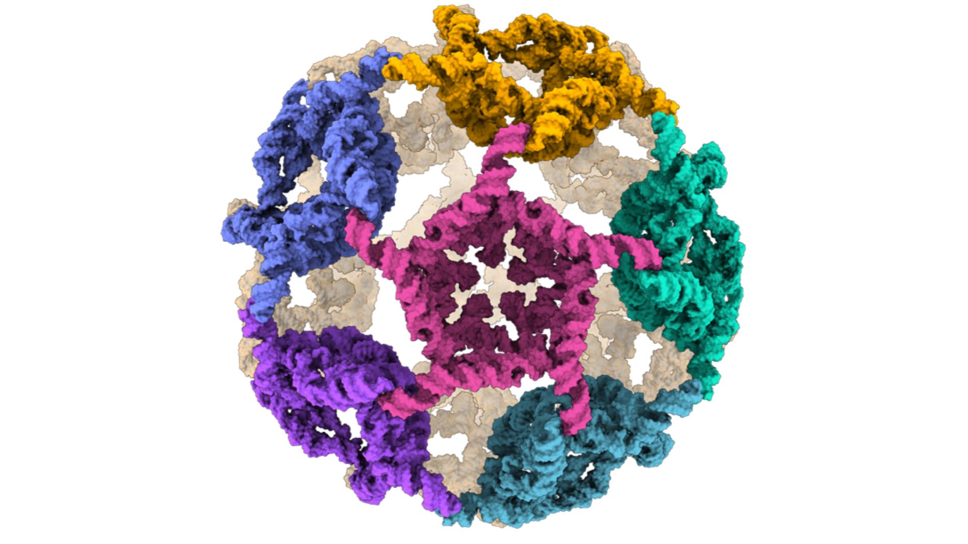 A colorful illustration of an RNA molecule folded
