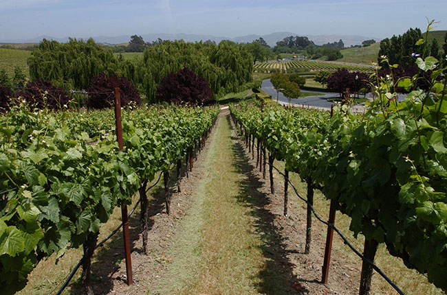 Carnoros sparkling wines