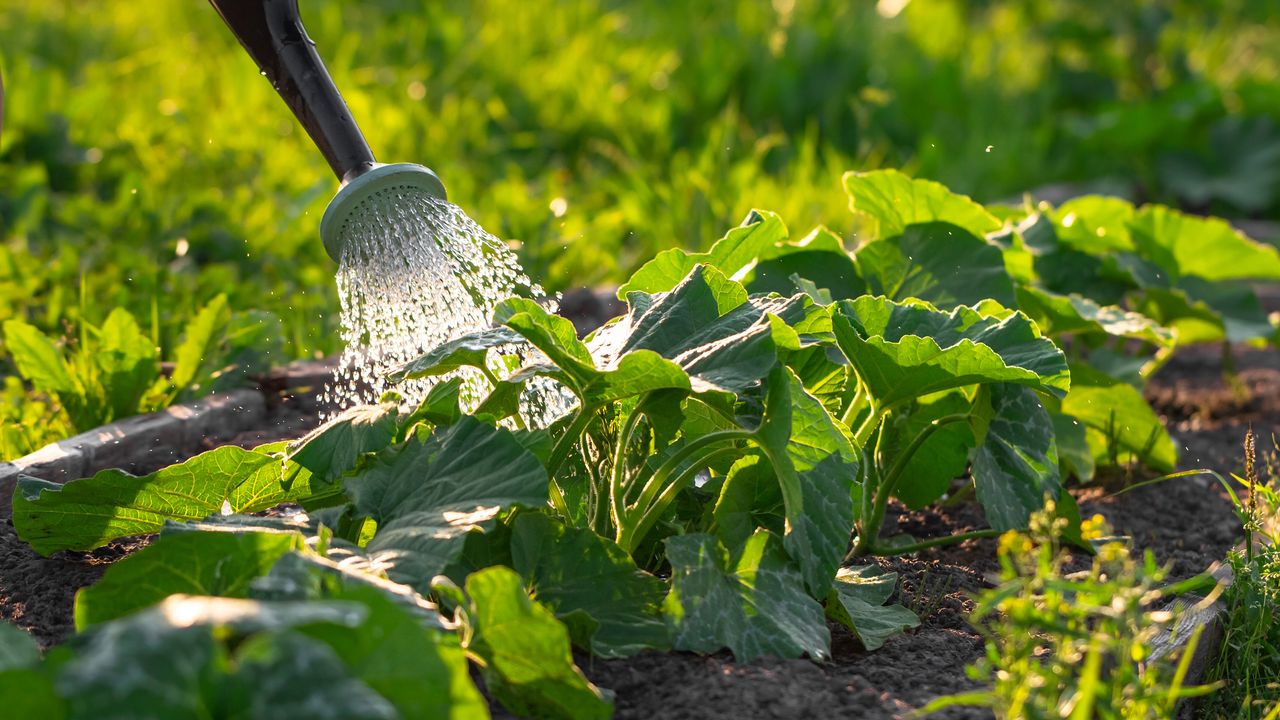 Abundant watering of zucchini growing in rows from a spray can