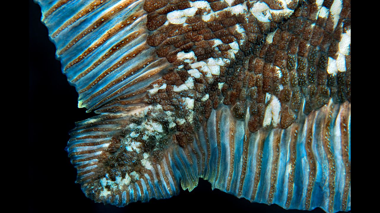 A close-up image of coelacanth scales